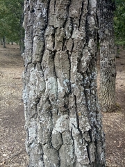 Quercus afares