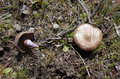 Cortinarius archeri