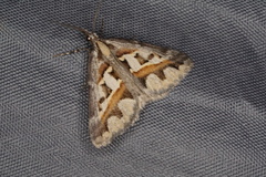 Dichromodes euprepes