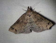 Lithilaria proestans