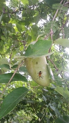 Oncopeltus spectabilis