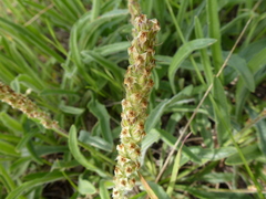 Plantago varia