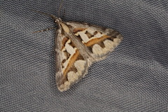 Dichromodes euprepes