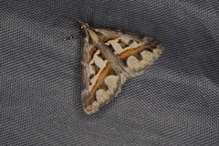 Dichromodes euprepes