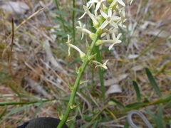 Stackhousia subterranea
