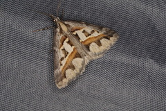 Dichromodes euprepes