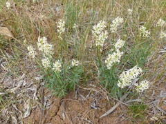 Stackhousia subterranea