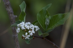 Holarrhena pubescens