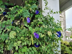 Clitoria ternatea