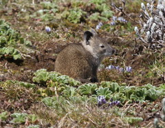 Black-Clawed Brush-Furred Rat photo 3