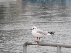 Chroicocephalus ridibundus