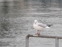 Chroicocephalus ridibundus