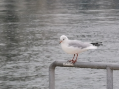 Chroicocephalus ridibundus