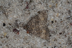 Dichromodes semicanescens