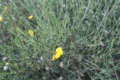 Cytisus scoparius image