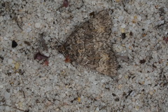 Dichromodes semicanescens