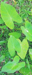 Colocasia esculenta
