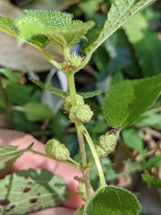 Boehmeria pilosiuscula