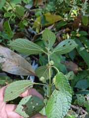 Boehmeria pilosiuscula