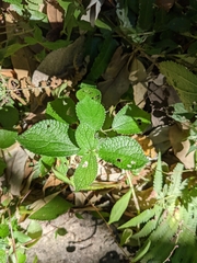 Boehmeria pilosiuscula