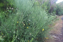 Cytisus scoparius image