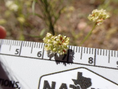 Valerianella texana