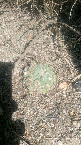 Thelocactus hexaedrophorus
