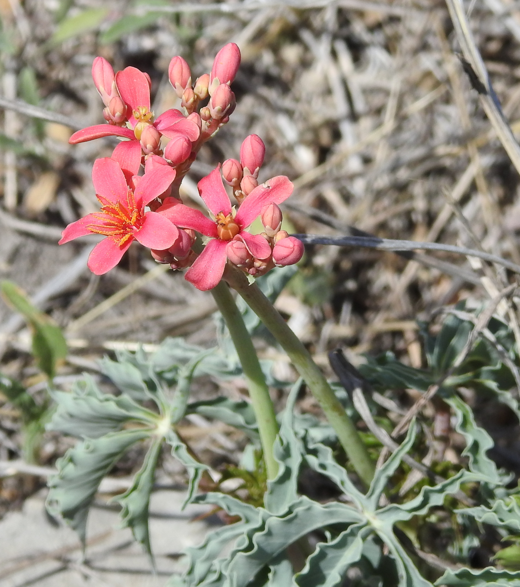Jatropha cathartica