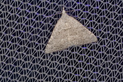 Dichromodes indicataria