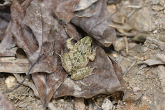 Fejervarya multistriata