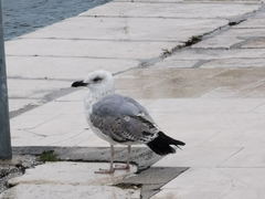 Larus