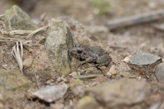 Fejervarya multistriata