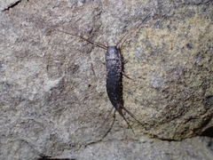 Allacrotelsa spinulata