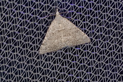 Dichromodes indicataria