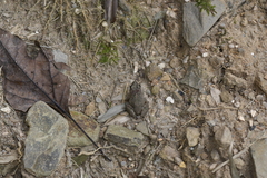 Fejervarya multistriata