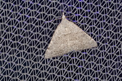 Dichromodes indicataria