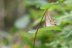 Lethe syrcis