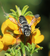 Megachile simplex