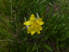 Goodenia pinnatifida