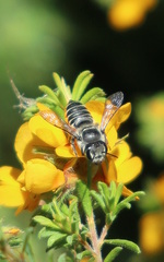 Megachile simplex
