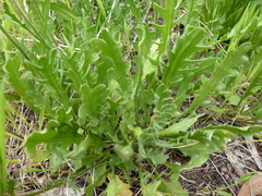 Goodenia pinnatifida