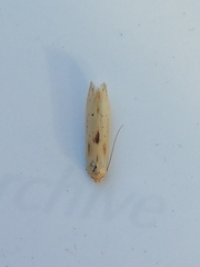 Blastobasis lacticolella