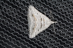 Dichromodes consignata