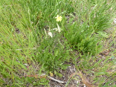 Goodenia pinnatifida