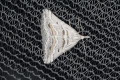 Dichromodes consignata