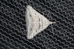 Dichromodes consignata