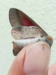 Syssphinx bicolor