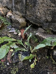 Clinotarsus curtipes