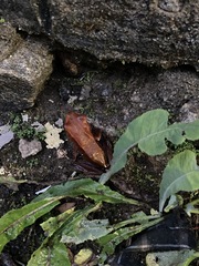 Clinotarsus curtipes