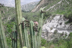 Trichocereus